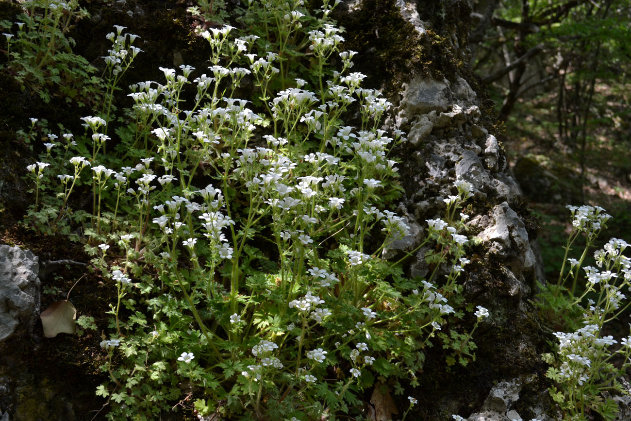 Image of Saxifraga irrigua specimen.