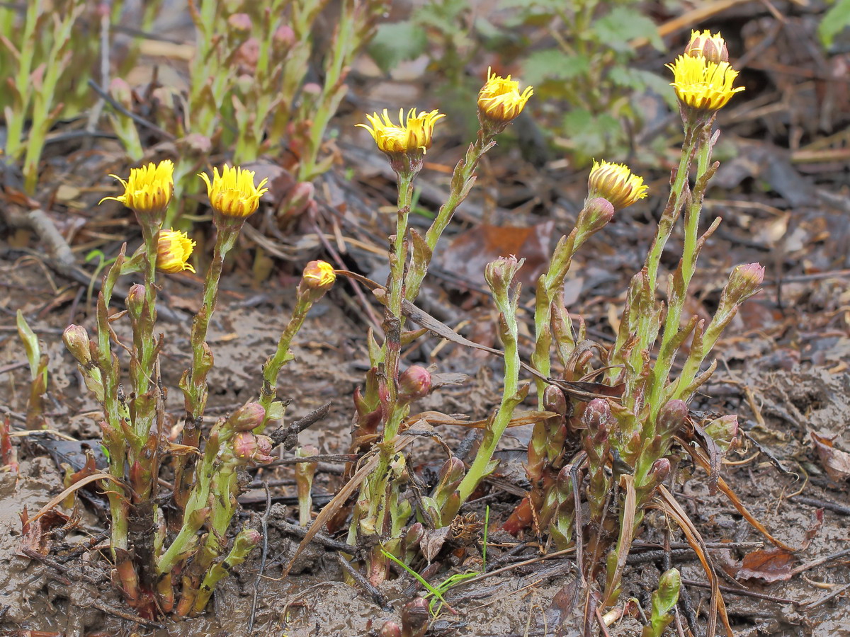 Image of Tussilago farfara specimen.