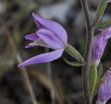 Cephalanthera rubra. Цветок. Греция, Пиерия, окр. с. Палеос Пантелеймонас (Παλαιός Παντελεήμονας). 07.06.2013.