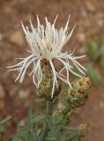 Centaurea biebersteinii