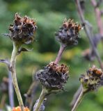 Inula helenium