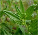 Lithospermum officinale. Верхушка побега с плодами. Чувашия, окр. г. Шумерля, Кумашкинский заказник, остров. 4 июля 2009 г.