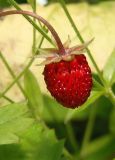 Fragaria vesca. Зрелый плод. Украина, Львовская обл., Дрогобычский р-н, г. Трускавец, Помярки, обочина лесной дороги. 12.06.2014.