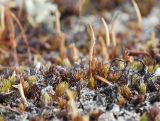 Polytrichum strictum. Гаметофиты с развивающимися молодыми спорофитами на лишайниково-моховой подушке на камне в заболоченной кустарничковой тундре. Мурманская обл., окр. пос. Росляково. 17.04.2016.