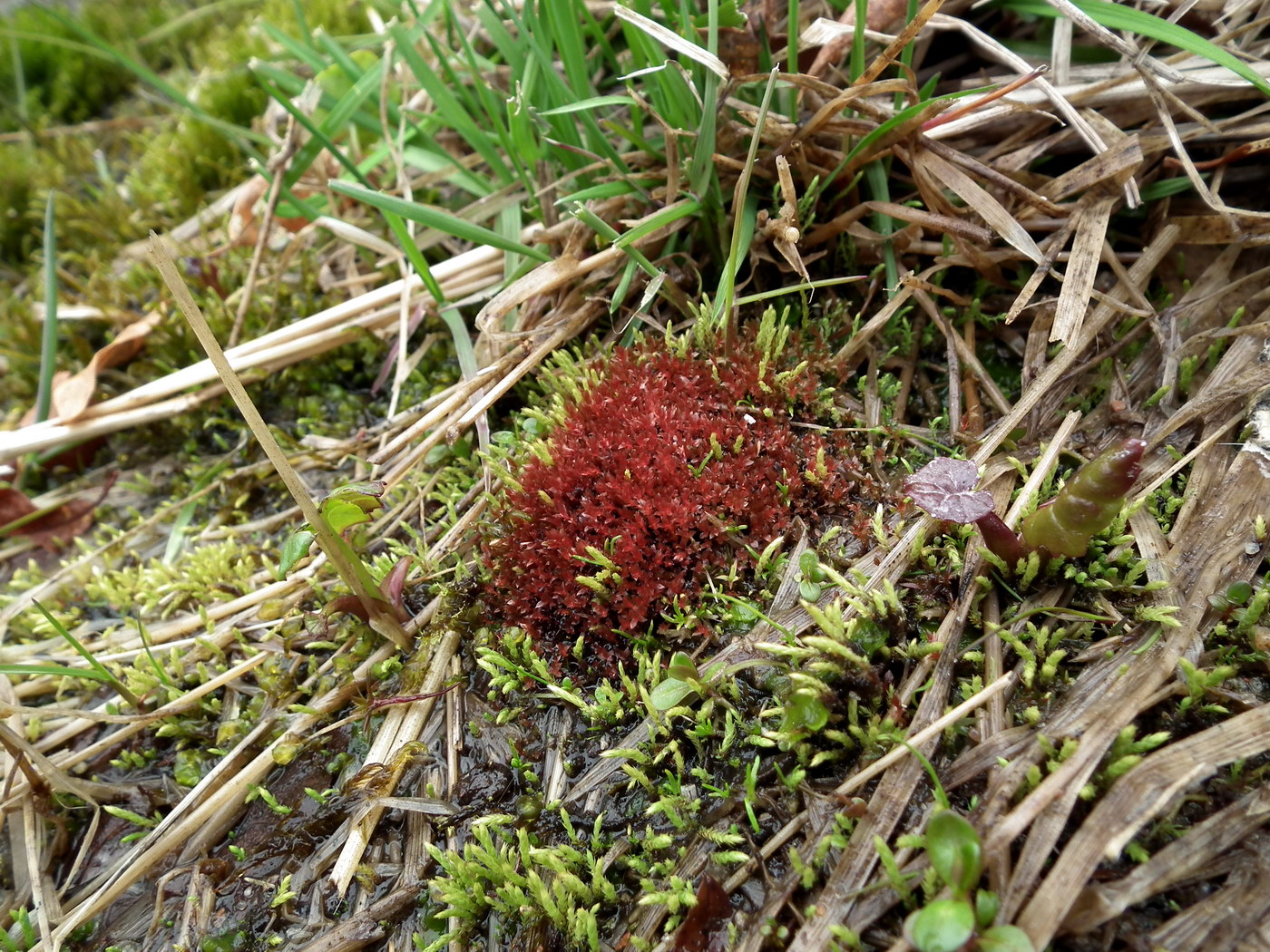 Image of genus Bryum specimen.