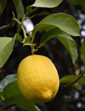 Citrus limon. Верхушка ветки со зрелым плодом. Испания, Мадрид, Королевский ботанический сад. Январь 2016 г.