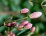 Clematis lathyrifolia