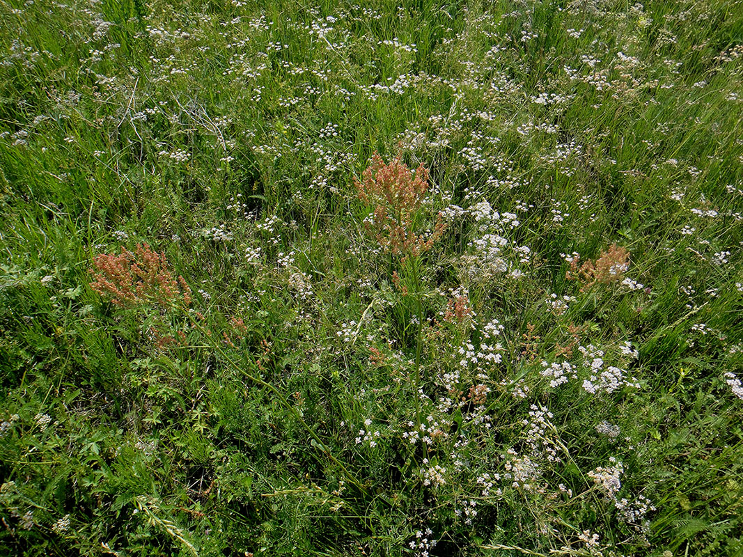 Изображение особи Rumex acetosa.