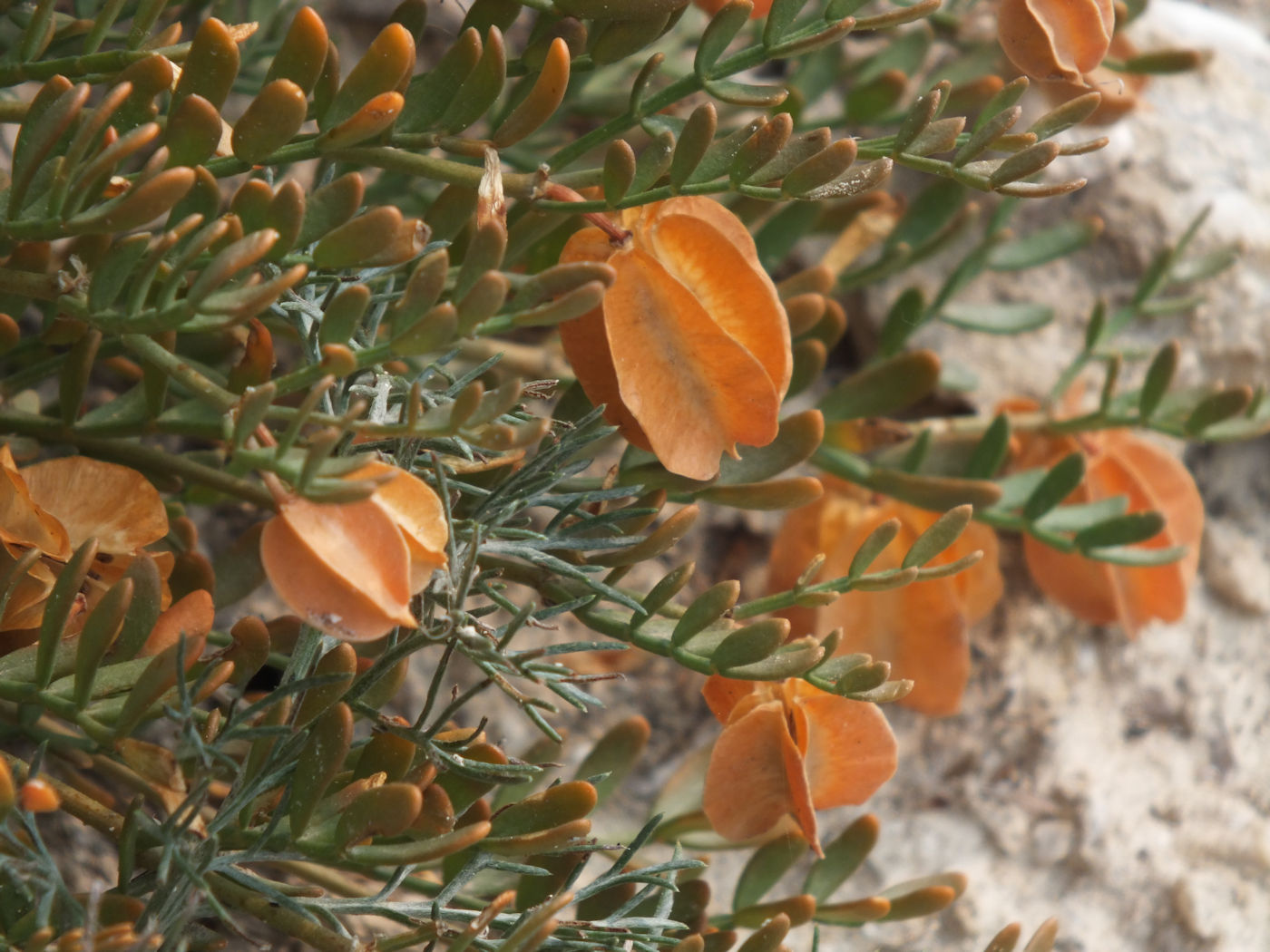 Изображение особи Zygophyllum pinnatum.