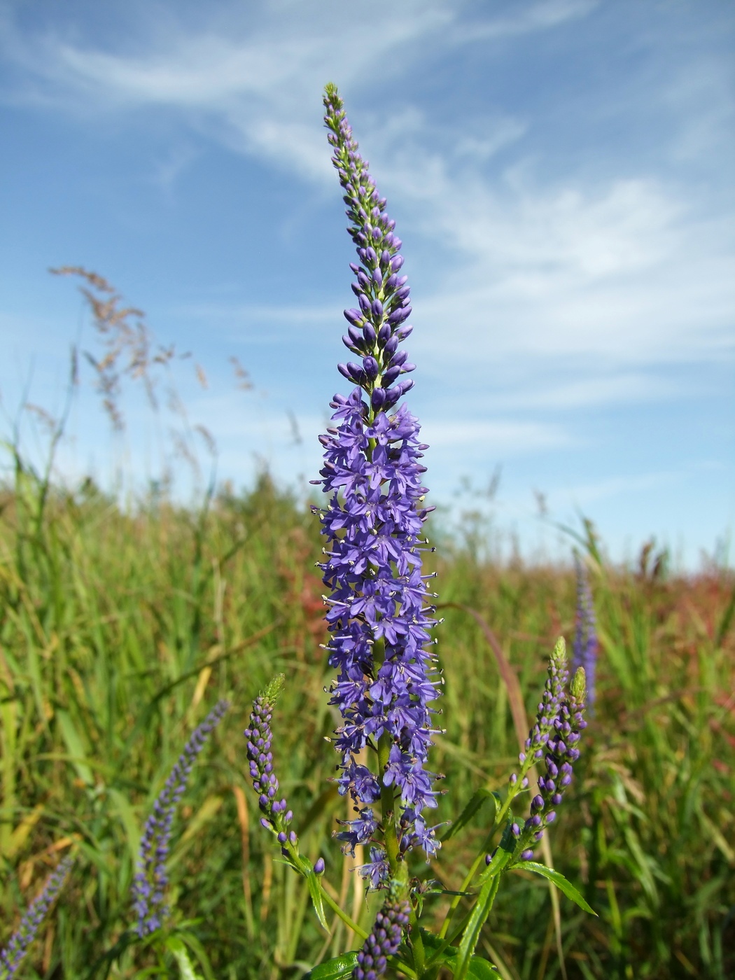 Изображение особи Veronica longifolia.