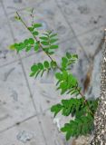 Sauropus androgynus. Верхушка ветви цветущего кустарника. Таиланд, остров Тао, в культуре. 28.06.2013.
