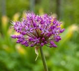 род Allium