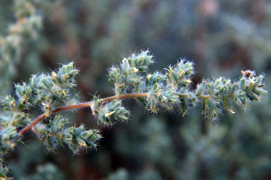 Изображение особи Halocharis hispida.