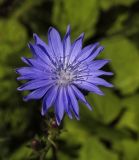 Cichorium intybus