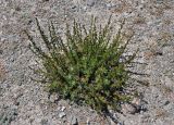 Artemisia alcockii. Расцветающее растение. Таджикистан, Фанские горы, перевал Талбас, ≈ 3500 м н.у.м., сухой склон. 01.08.2017.