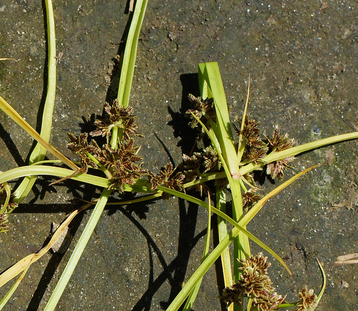 Image of Cyperus fuscus specimen.