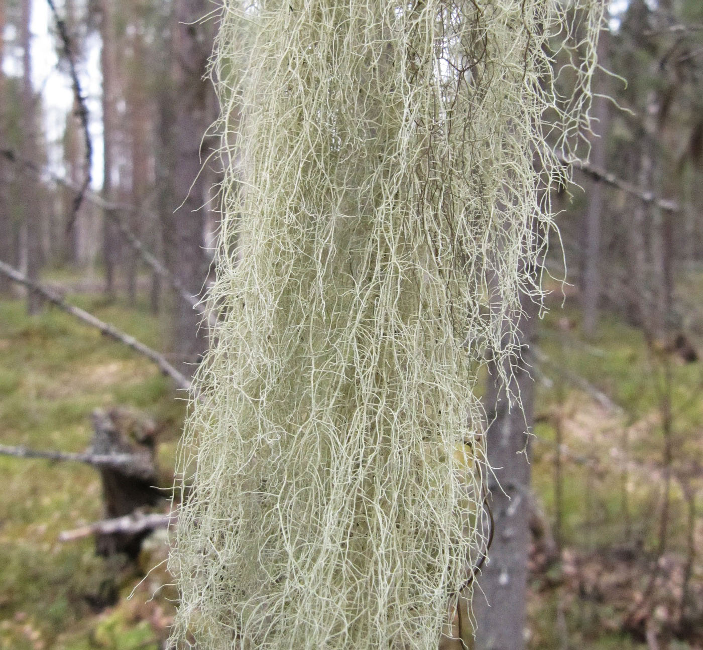 Image of genus Usnea specimen.