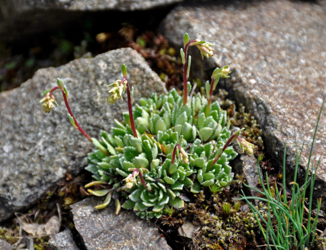 Изображение особи Saxifraga cartilaginea.