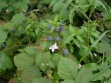 Rubus caesius