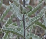 род Verbascum