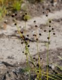 Juncus articulatus. Верхушки плодоносящего растения. Кировская обл. Верхнекамский р-н, окр. пос. Тупрунка, вдоль старой вырубки. 25.08.2018.