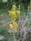 Asphodeline lutea