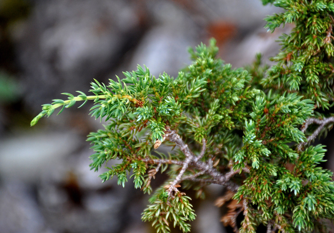 Изображение особи Juniperus sibirica.