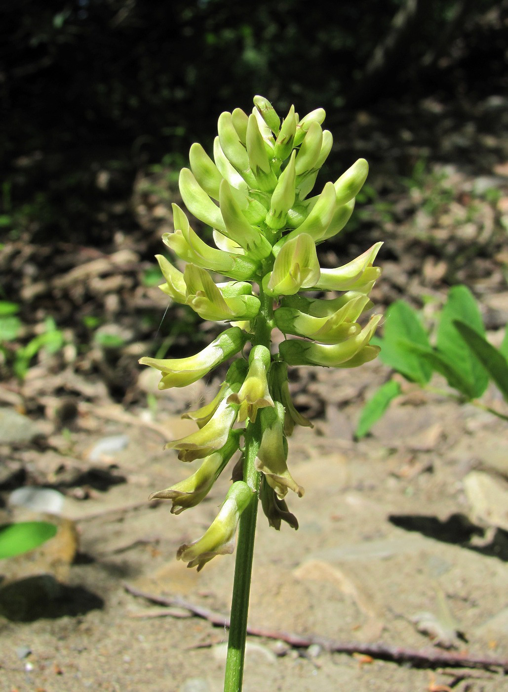 Изображение особи Astragalus glycyphyllos.