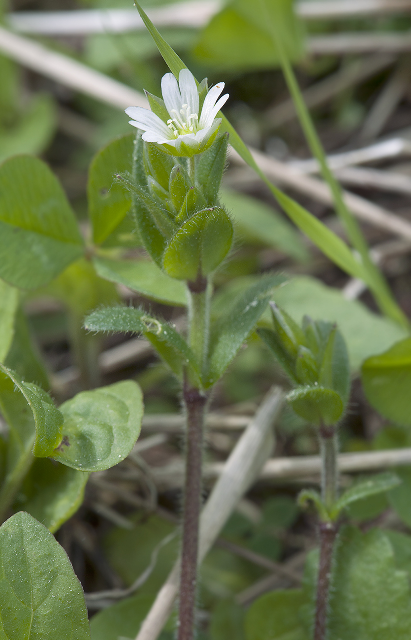 Изображение особи Cerastium holosteoides.