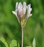 Trifolium clypeatum