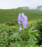 Aconitum maximum