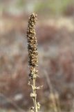 Verbascum thapsus. Прошлогоднее сухое соплодие. Ленинградская обл., Кингисеппский р-н, берег р. Луга, молодые посадки Pinus sylvestris на месте вырубленного соснового леса. 02.05.2020.