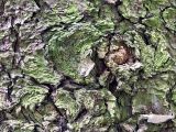 Picea abies. Кора в нижней части ствола взрослого дерева, покрытая водорослями(?). Окр. г. Смоленск, Пасовский лес. Июнь 2019 г.