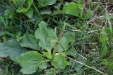 Plantago major