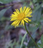 Inula salicina