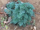 Artemisia absinthium