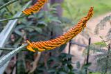 Aloe marlothii