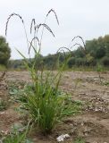 Elymus fibrosus