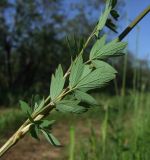 Thalictrum simplex. Часть побега с листом (вид на абаксиальную сторону). Магаданская обл., окр. г. Магадан, просека линии электропередач. 12.07.2022.