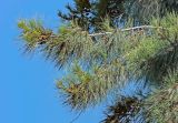 Casuarina equisetifolia