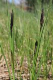 Carex melanostachya