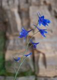 Delphinium cheilanthum. Соцветие. Республика Саха (Якутия), Хангаласский улус, правый берег р. Сиинэ (Синяя), выход скальных пород. 26.07.2023.