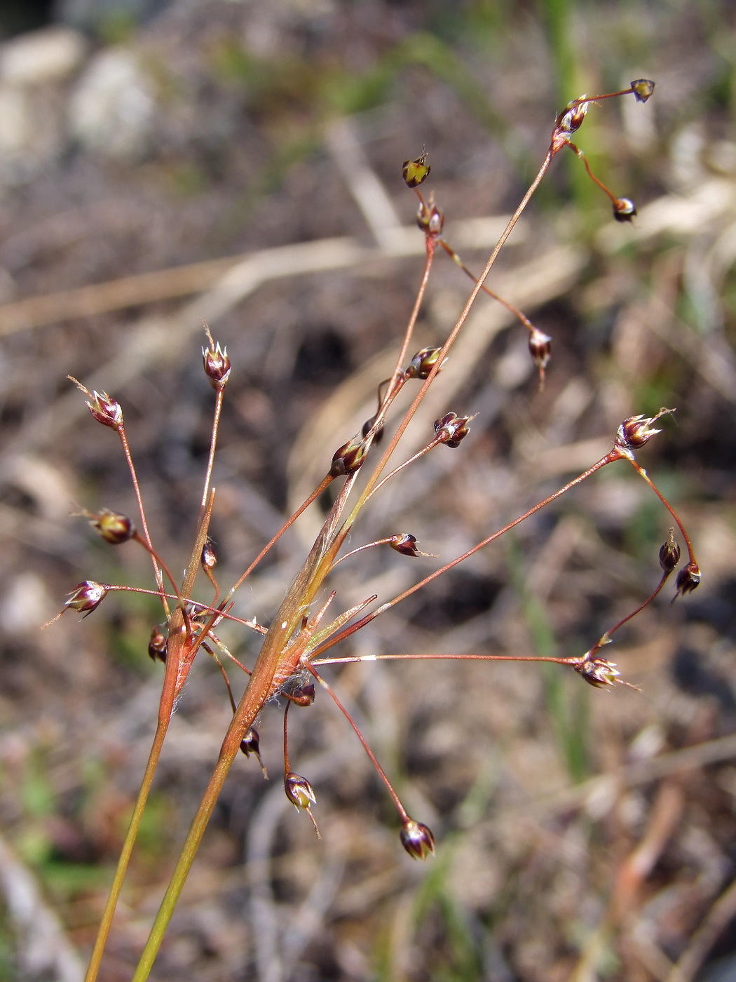 Изображение особи Luzula rufescens.