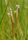 Primula finmarchica. Верхушка отцветшего растения с завязавшимися плодами. Мурманская обл., Североморский р-н, губа Грязная, приморский луг. 09.07.2011.