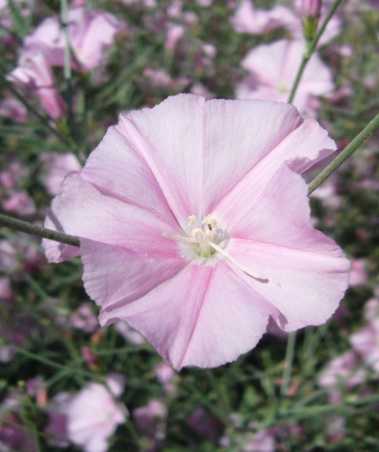 Изображение особи Convolvulus subhirsutus.