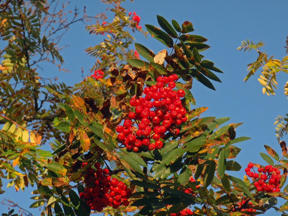 Изображение особи Sorbus aucuparia ssp. glabrata.