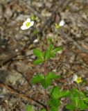 Potentilla inquinans