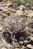 Oxytropis trichocalycina. Вегетирующее растение. Южный Казахстан, Верхний Боролдай, ущ. Карасай, южный гребень, высота 1450 м н.у.м. 05.07.2011.