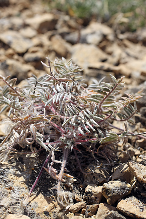 Изображение особи Oxytropis trichocalycina.