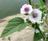 Althaea officinalis. Часть соцветия. Астраханская обл., Камызякский р-н, водоём у с. Лебяжье. 17.08.2011.